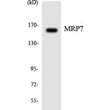 Western Blot - Anti-MRP7 Antibody (R12-3033) - Antibodies.com