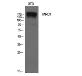 Western Blot - Anti-MRC1 Antibody (C30572) - Antibodies.com