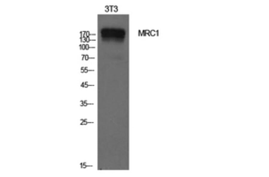 Western Blot - Anti-MRC1 Antibody (C30572) - Antibodies.com