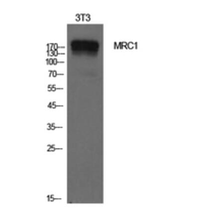 Western Blot - Anti-MRC1 Antibody (C30572) - Antibodies.com