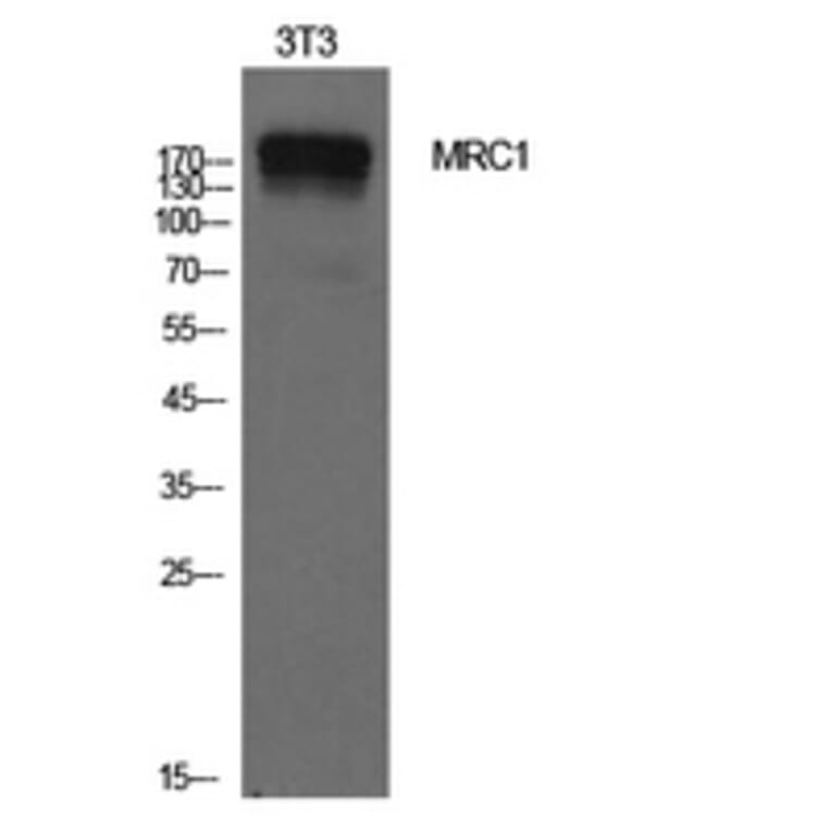 Western Blot - Anti-MRC1 Antibody (C30572) - Antibodies.com