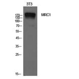 Western Blot - Anti-MRC1 Antibody (C30572) - Antibodies.com