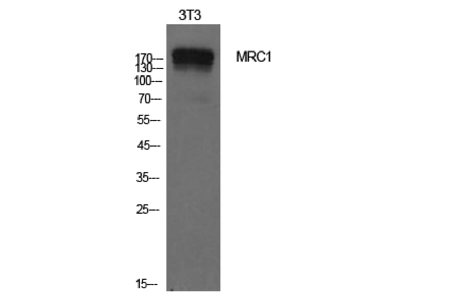 Western Blot - Anti-MRC1 Antibody (C30572) - Antibodies.com