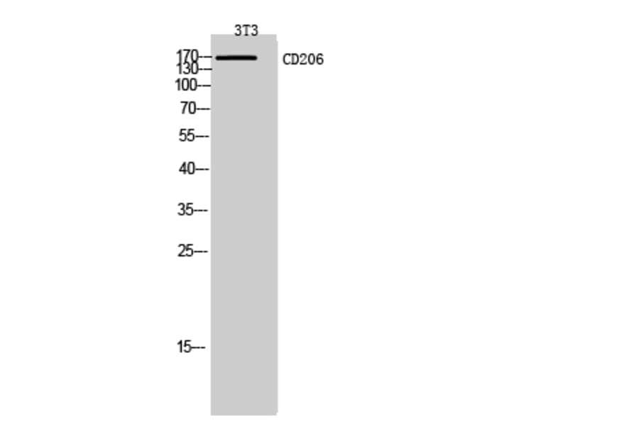 Western Blot - Anti-MRC1 Antibody (C30572) - Antibodies.com