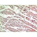 Immunohistochemistry - Anti-MRC1 Antibody (C30572) - Antibodies.com