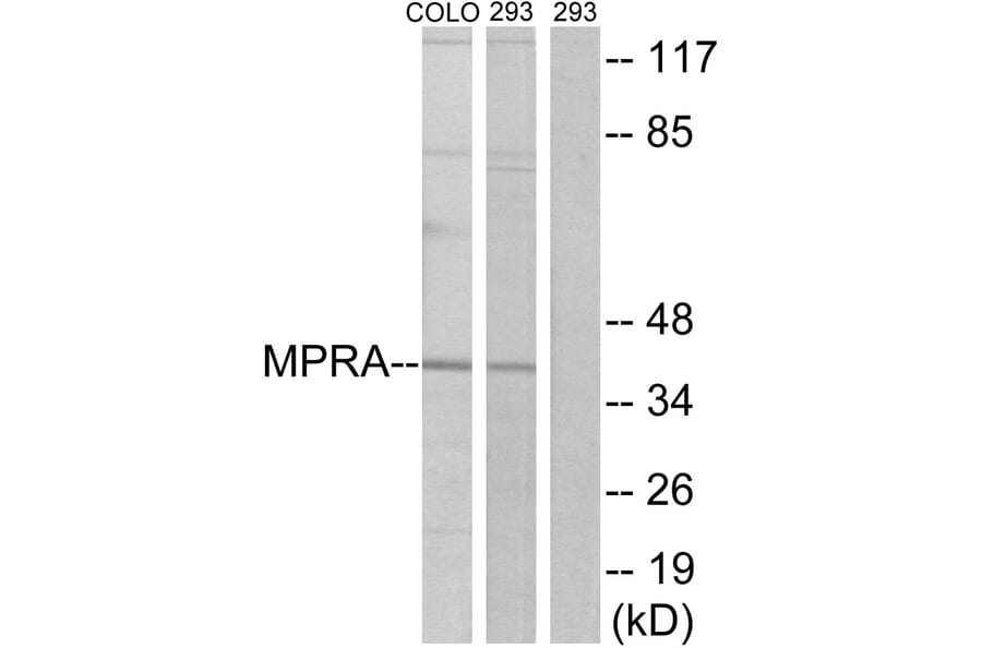 Western Blot - Anti-MPRA Antibody (G388) - Antibodies.com