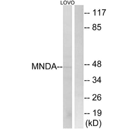 Western Blot - Anti-MNDA Antibody (C16747) - Antibodies.com