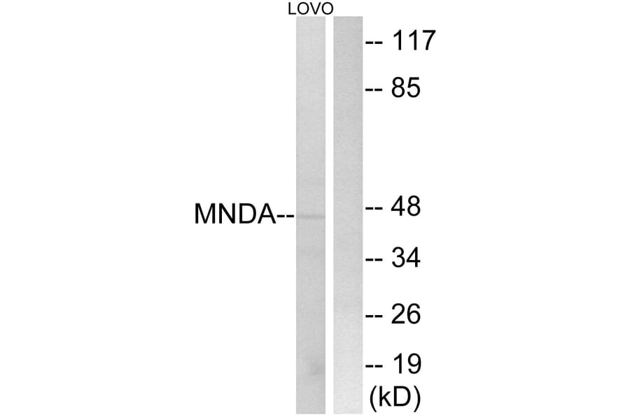 Western Blot - Anti-MNDA Antibody (C16747) - Antibodies.com