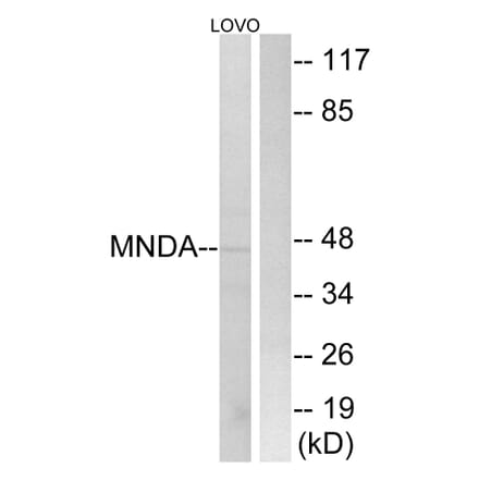 Western Blot - Anti-MNDA Antibody (C16747) - Antibodies.com