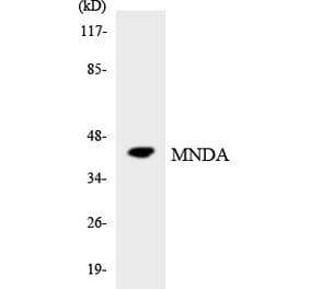 Western Blot - Anti-MNDA Antibody (R12-3023) - Antibodies.com