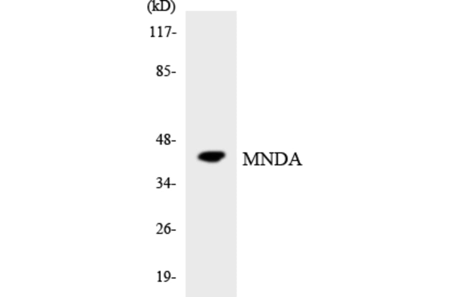 Western Blot - Anti-MNDA Antibody (R12-3023) - Antibodies.com