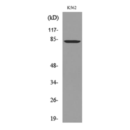 Western Blot - Anti-MMP9 Antibody (C30044) - Antibodies.com