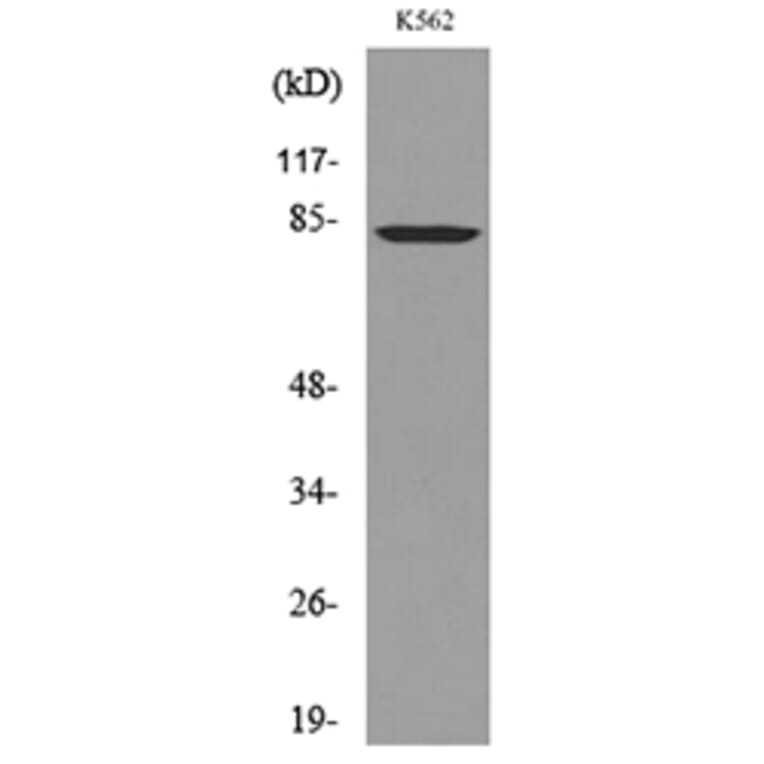 Western Blot - Anti-MMP9 Antibody (C30044) - Antibodies.com