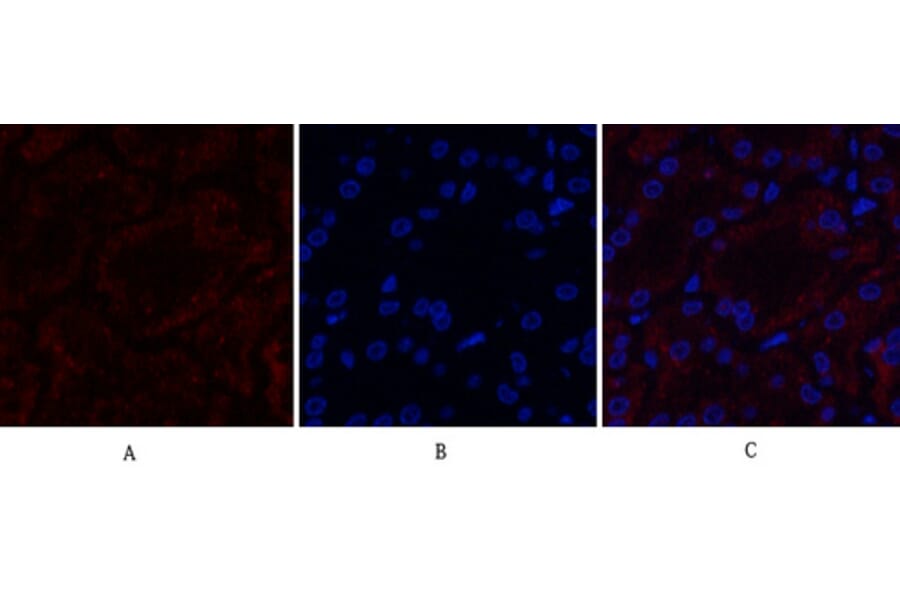 Immunofluorescence - Anti-MMP9 Antibody (C30044) - Antibodies.com