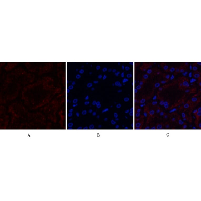 Immunofluorescence - Anti-MMP9 Antibody (C30044) - Antibodies.com