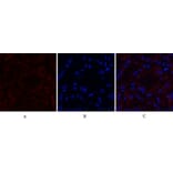 Immunofluorescence - Anti-MMP9 Antibody (C30044) - Antibodies.com