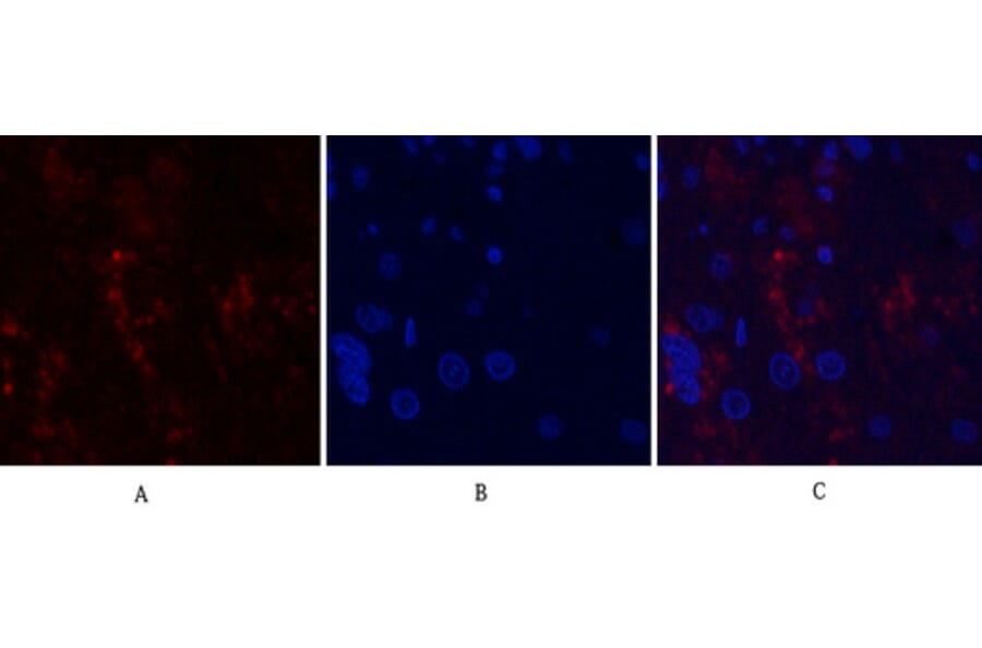 Immunofluorescence - Anti-MMP9 Antibody (C30044) - Antibodies.com