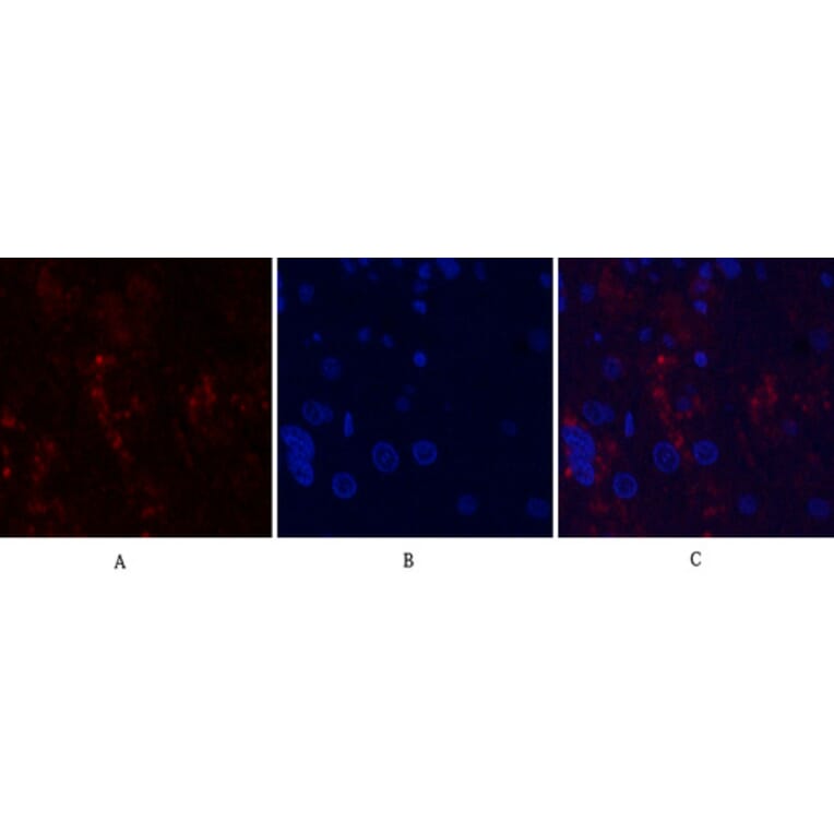 Immunofluorescence - Anti-MMP9 Antibody (C30044) - Antibodies.com