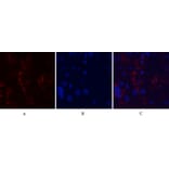 Immunofluorescence - Anti-MMP9 Antibody (C30044) - Antibodies.com