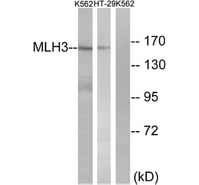 Western Blot - Anti-MLH3 Antibody (C13087) - Antibodies.com