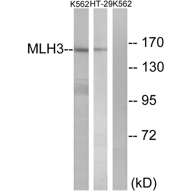 Western Blot - Anti-MLH3 Antibody (C13087) - Antibodies.com