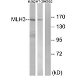 Western Blot - Anti-MLH3 Antibody (C13087) - Antibodies.com