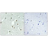 Immunohistochemistry - Anti-MLH3 Antibody (C13087) - Antibodies.com