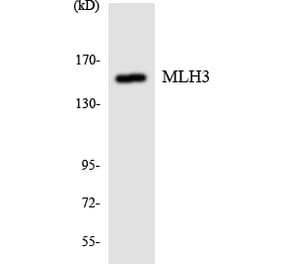 Western Blot - Anti-MLH3 Antibody (R12-3021) - Antibodies.com