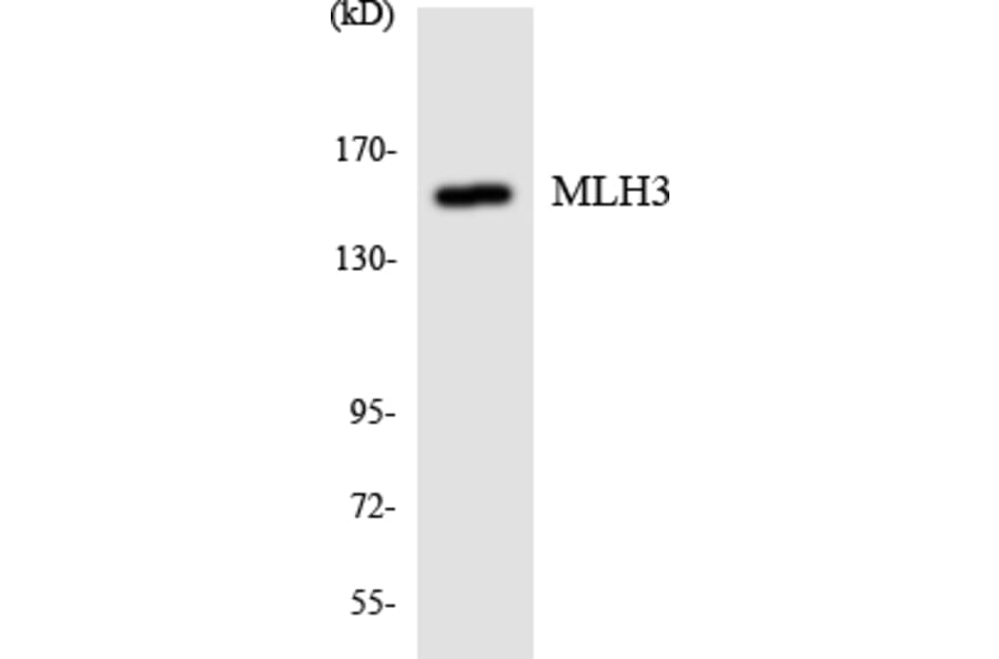 Western Blot - Anti-MLH3 Antibody (R12-3021) - Antibodies.com