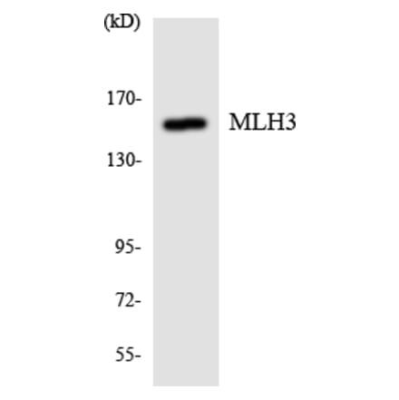 Western Blot - Anti-MLH3 Antibody (R12-3021) - Antibodies.com