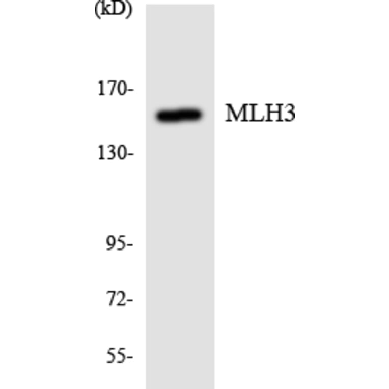 Western Blot - Anti-MLH3 Antibody (R12-3021) - Antibodies.com