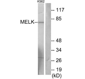 Western Blot - Anti-MELK Antibody (C11043) - Antibodies.com