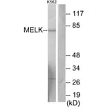 Western Blot - Anti-MELK Antibody (C11043) - Antibodies.com