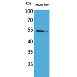 Western Blot - Anti-MDM2 Antibody (C30111) - Antibodies.com