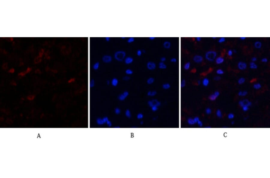 Immunofluorescence - Anti-MDM2 Antibody (C30111) - Antibodies.com