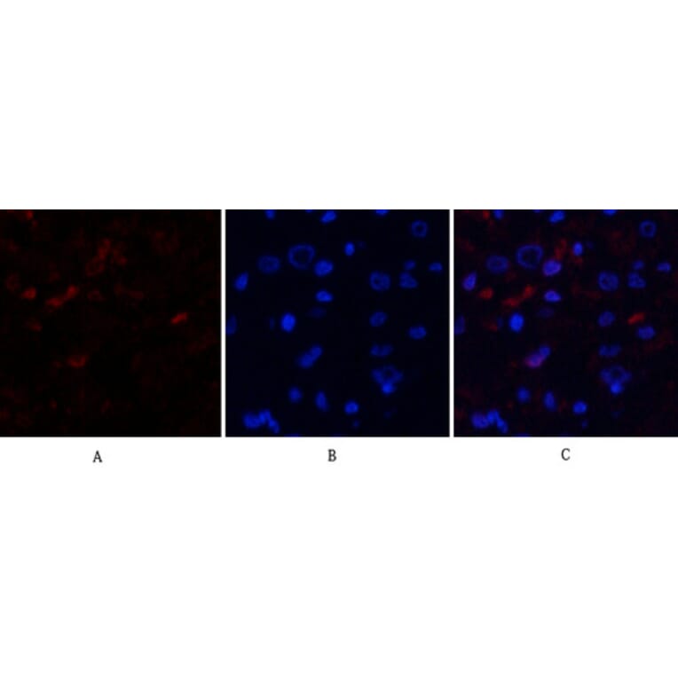 Immunofluorescence - Anti-MDM2 Antibody (C30111) - Antibodies.com