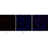 Immunofluorescence - Anti-MDM2 Antibody (C30111) - Antibodies.com