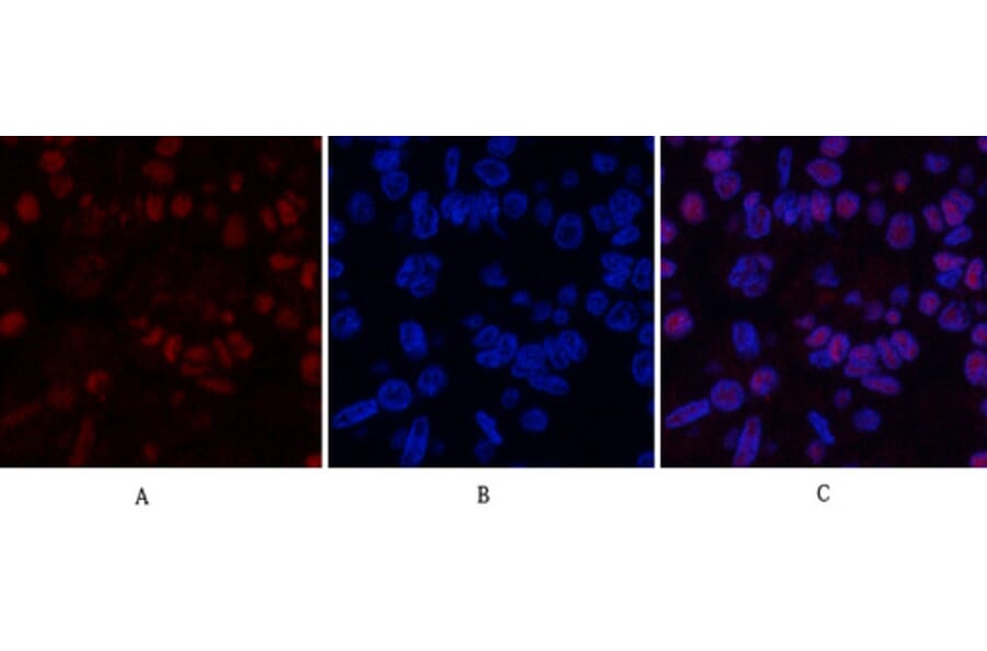 Immunofluorescence - Anti-MDM2 Antibody (C30111) - Antibodies.com