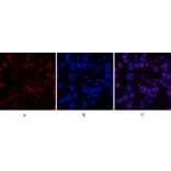 Immunofluorescence - Anti-MDM2 Antibody (C30111) - Antibodies.com