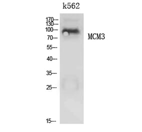 Western Blot - Anti-MCM3 Antibody (C30244) - Antibodies.com
