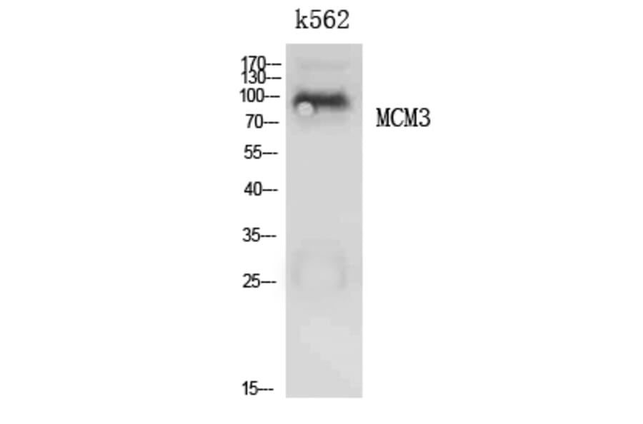 Western Blot - Anti-MCM3 Antibody (C30244) - Antibodies.com