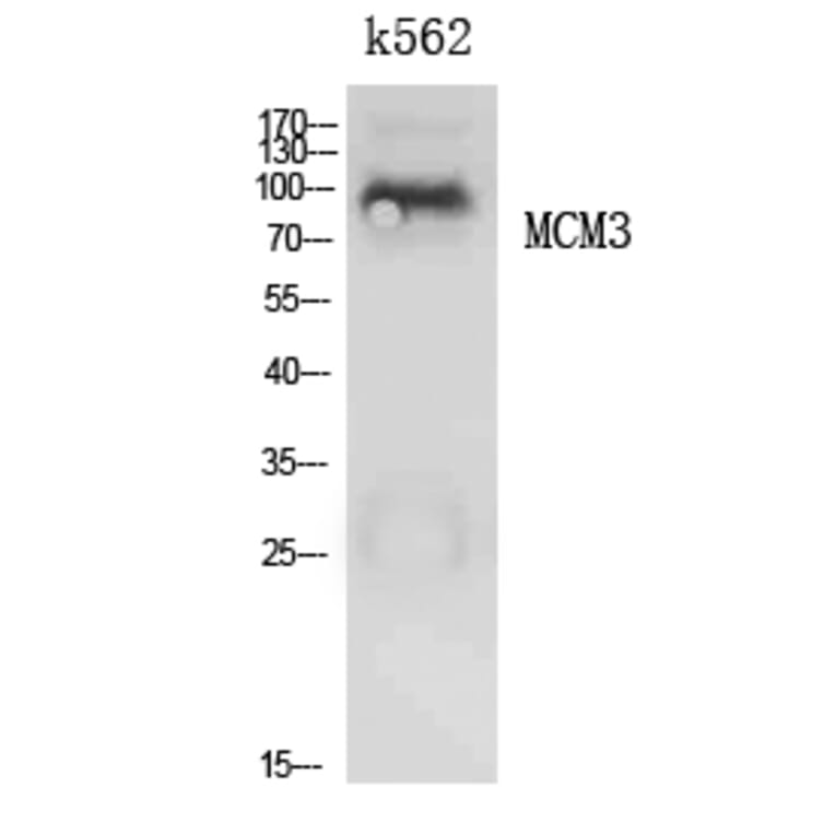 Western Blot - Anti-MCM3 Antibody (C30244) - Antibodies.com