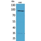 Western Blot - Anti-MCM3 Antibody (C30244) - Antibodies.com
