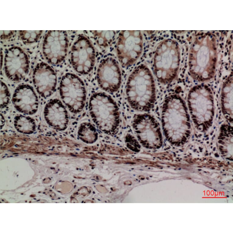 Immunohistochemistry - Anti-MCM3 Antibody (C30244) - Antibodies.com