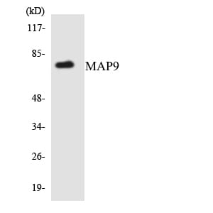 Western blot analysis of the lysates from HUVEC cells using Anti-MAP9 Antibody.