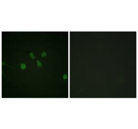 Immunofluorescence - Anti-MAD1 Antibody (B1091) - Antibodies.com