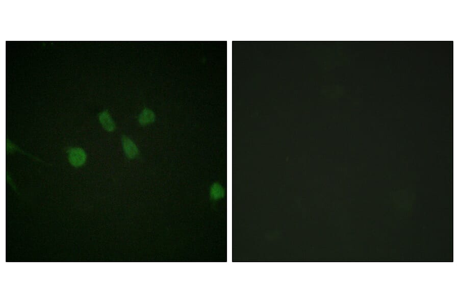 Immunofluorescence - Anti-MAD1 Antibody (B1091) - Antibodies.com