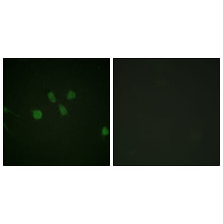 Immunofluorescence - Anti-MAD1 Antibody (B1091) - Antibodies.com