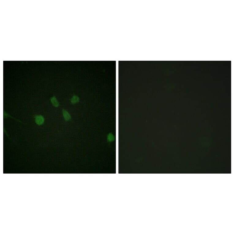 Immunofluorescence - Anti-MAD1 Antibody (B1091) - Antibodies.com