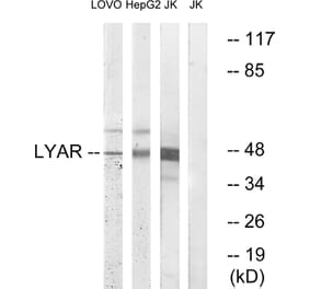 Western Blot - Anti-LYAR Antibody (C15030) - Antibodies.com